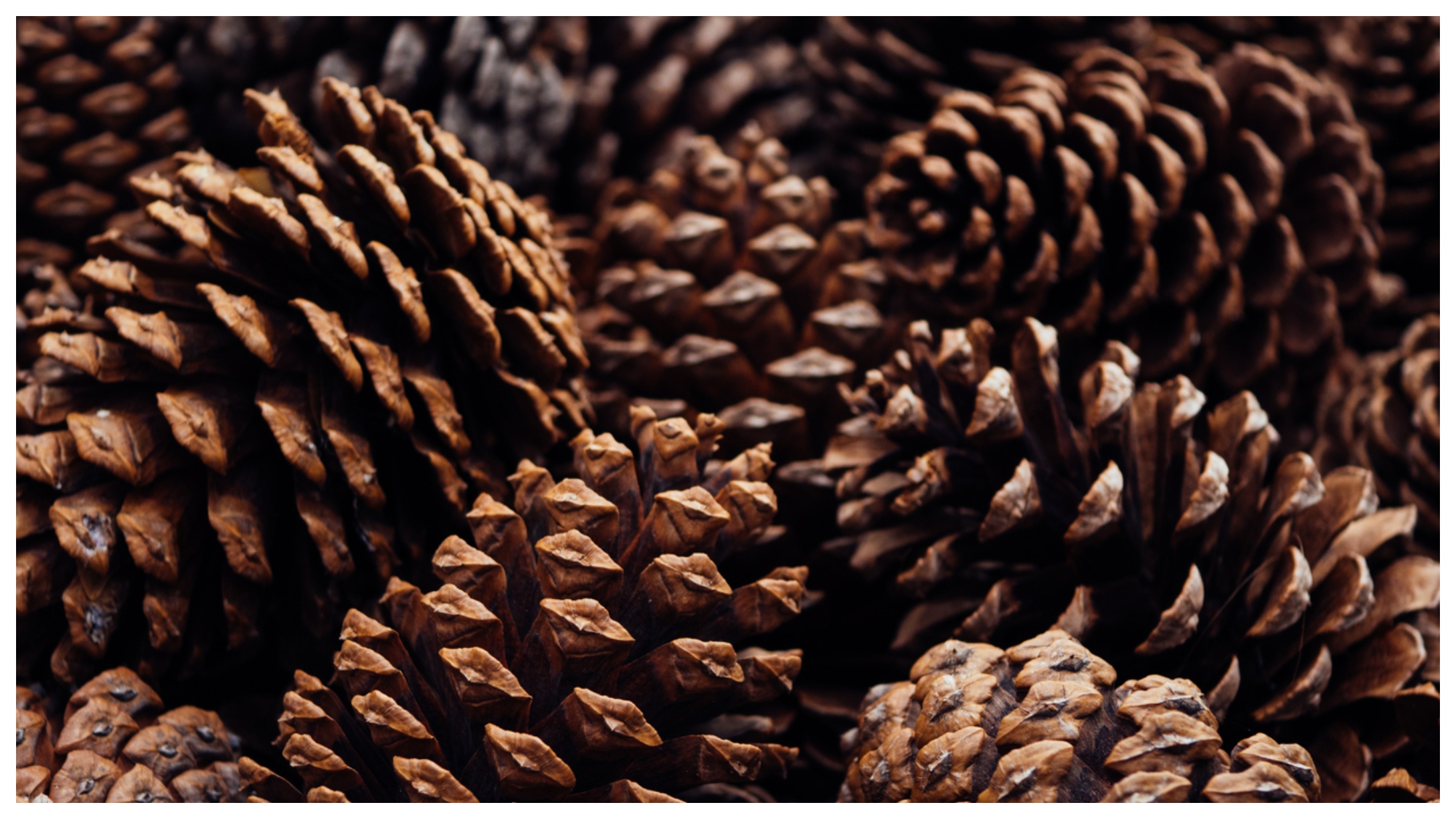 pine cones